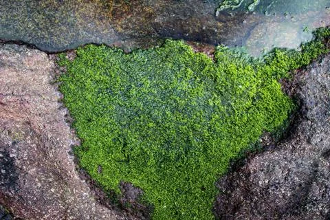 Seaweed Stock Photos