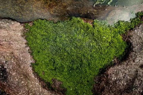 Seaweed Stock Photos