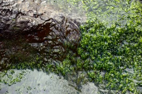 Seaweed Stock Photos