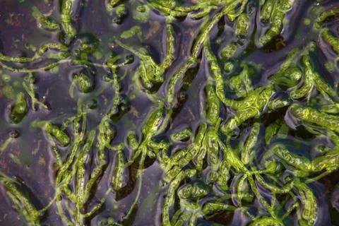 Seaweed Stock Photos