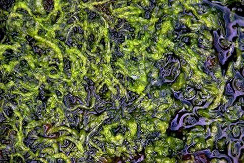 Seaweed Stock Photos