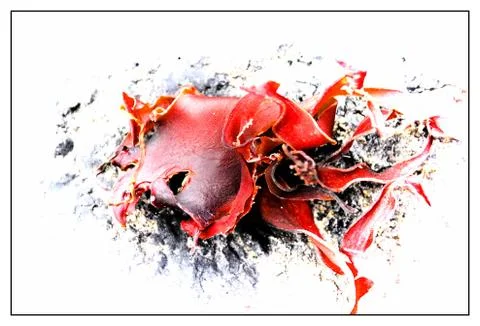 Seaweed Stock Photos