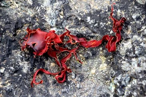 Seaweed Stock Photos