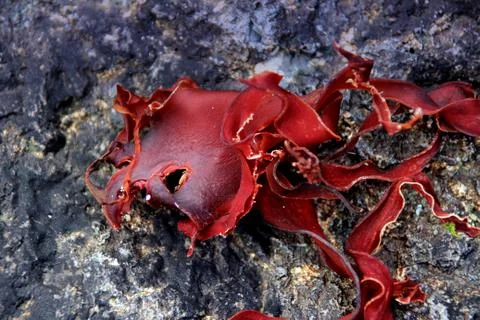Seaweed Stock Photos