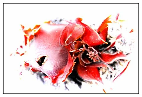 Seaweed Stock Photos