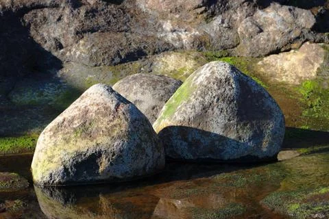 Seaweed Stock Photos
