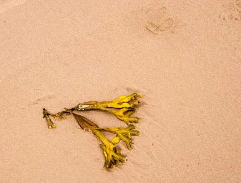 Seaweed Stock Photos