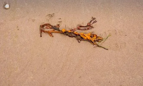 Seaweed Stock Photos