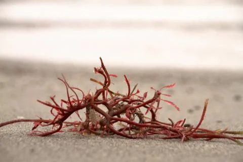 Seaweed Stock Photos