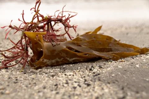 Seaweed Stock Photos