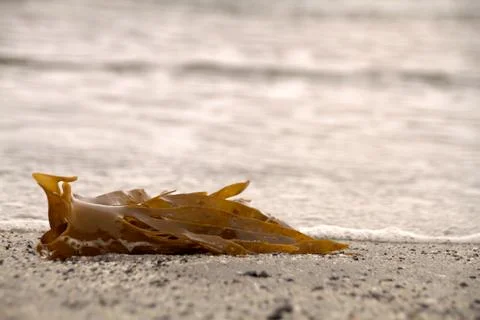 Seaweed Stock Photos