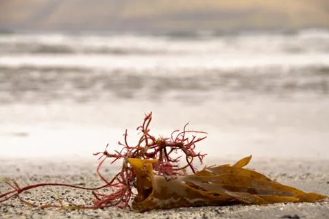 Seaweed Stock Photos