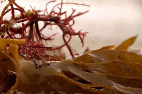 Seaweed Stock Photos