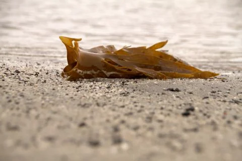 Seaweed Foto stock