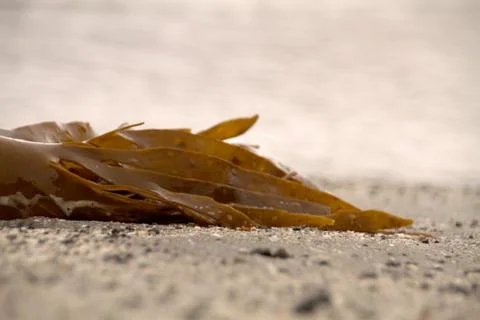Seaweed Stock Photos