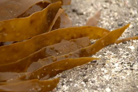 Seaweed Stock Photos