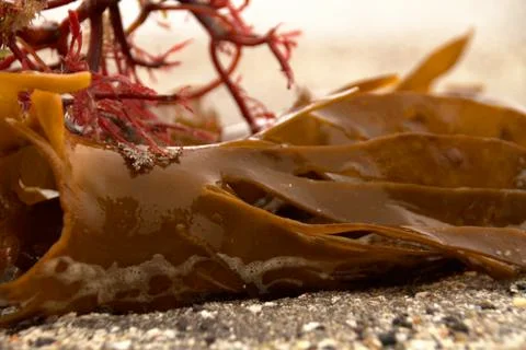 Seaweed Stock Photos