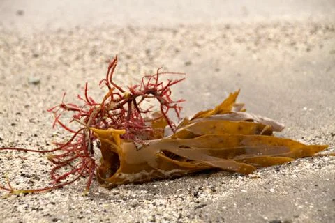 Seaweed Stock Photos