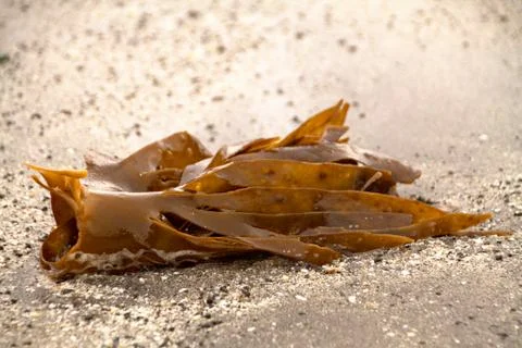Seaweed Stock Photos