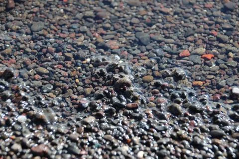 Seaweed Stock Photos
