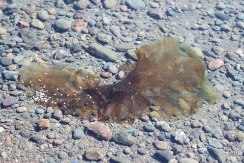 Seaweed Stock Photos