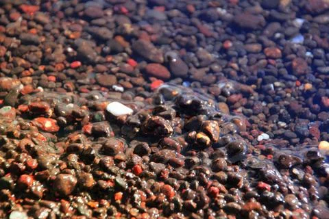 Seaweed Stock Photos