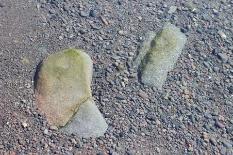 Seaweed Stock Photos