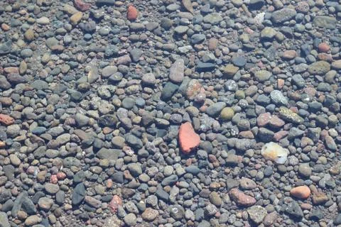 Seaweed Stock Photos