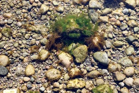 Seaweed Stock Photos