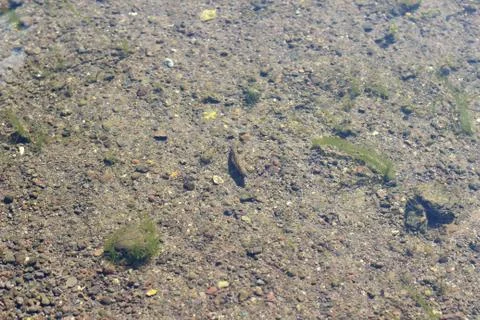 Seaweed Stock Photos