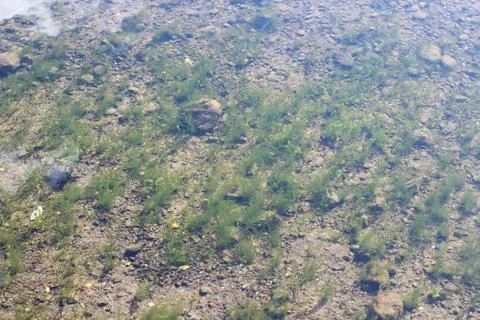 Seaweed Stock Photos