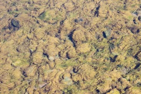 Seaweed Stock Photos