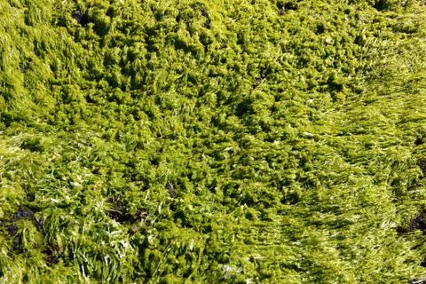Seaweed Stock Photos