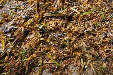 Seaweed Stock Photos