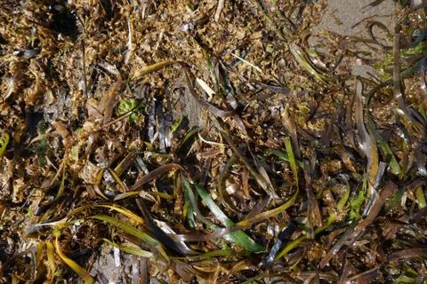 Seaweed Stock Photos