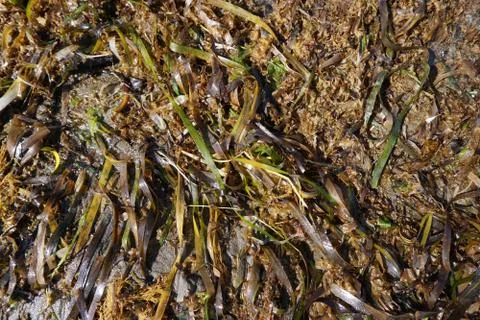 Seaweed Stock Photos