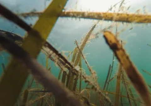 Seaweed Stock Photos