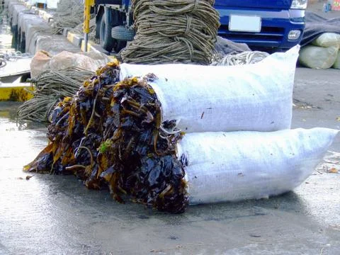 Seaweed Stock Photos