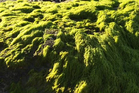 Seaweed Stock Photos