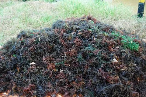 Seaweed Stock Photos