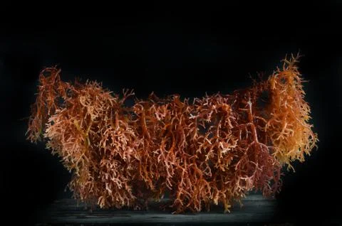 Seaweed Stock-Fotos