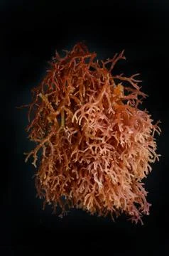 Seaweed 写真素材