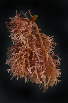 Seaweed 写真素材
