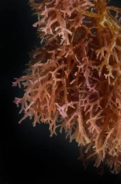 Seaweed 스톡 사진