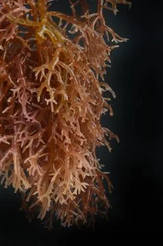 Seaweed Stockfoto's