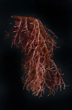 Seaweed Stockfoto's