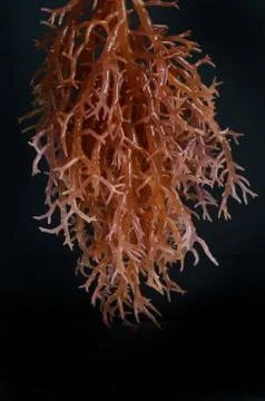 Seaweed Stock Photos