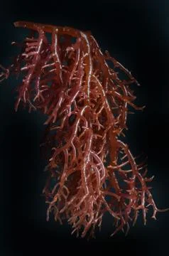 Seaweed Фото