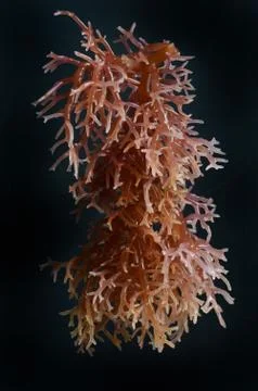Seaweed Stock Photos