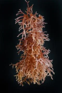 Seaweed Stock Photos